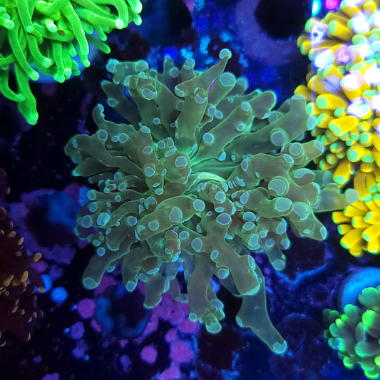 Teal Frogspawn (Video in pics)