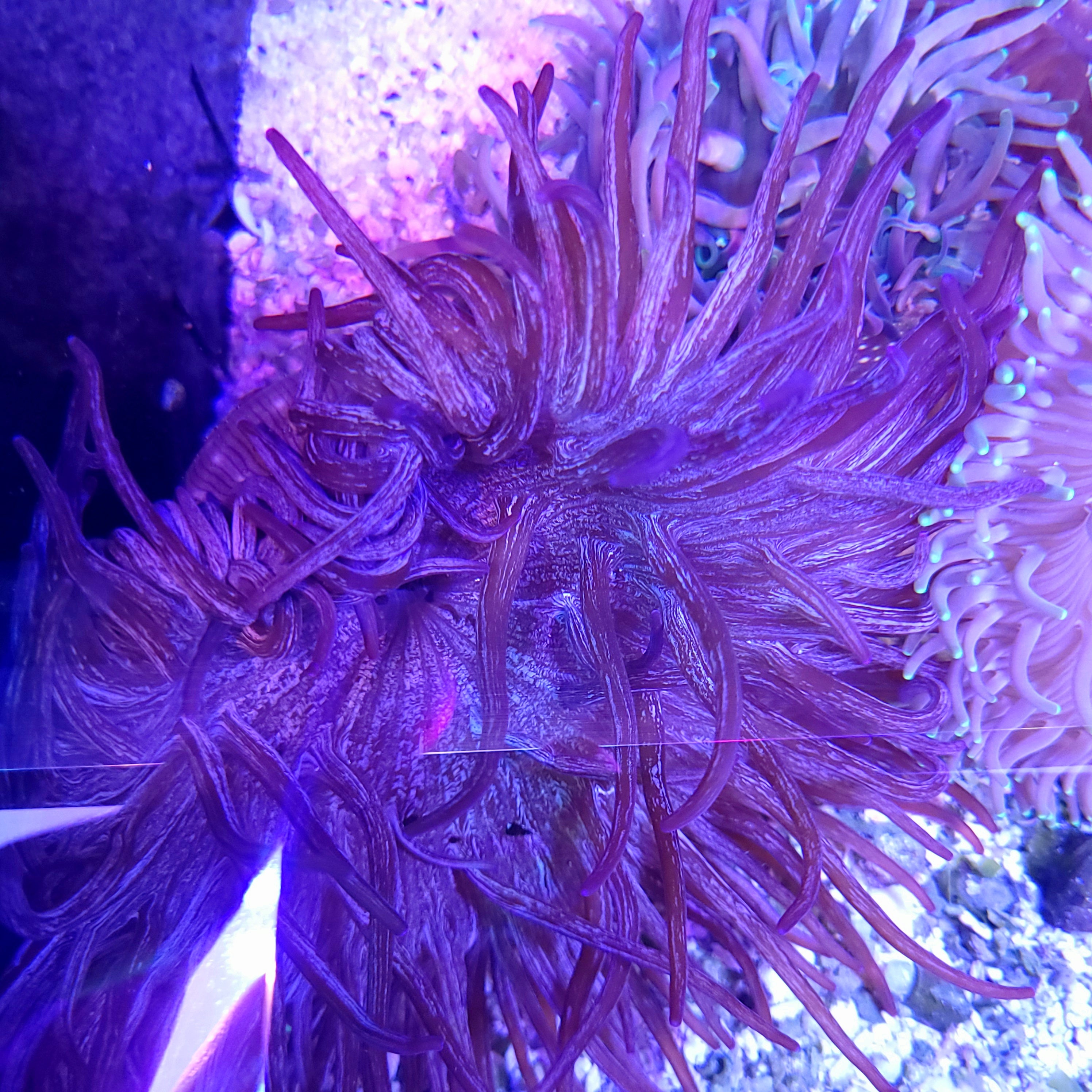 Anemones – SeaCo Corals