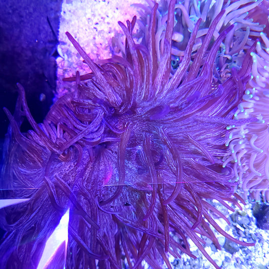 Crazy Large Purple Long Tentacle Anemone