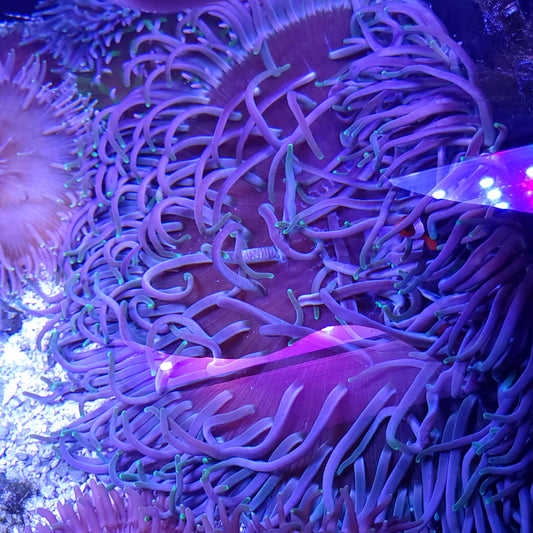 XL Purple Green Long Tentacle Anemone