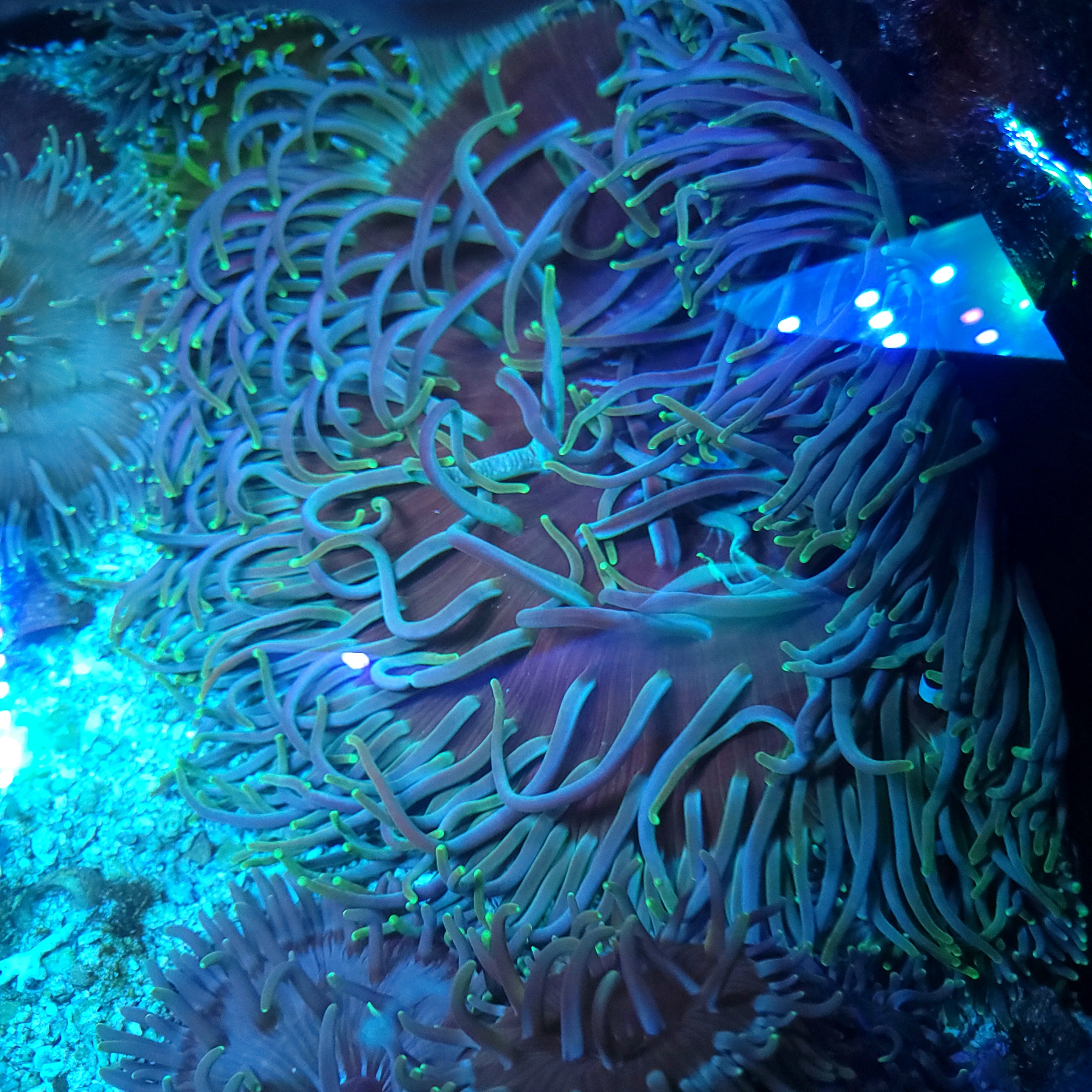 Anemones – SeaCo Corals