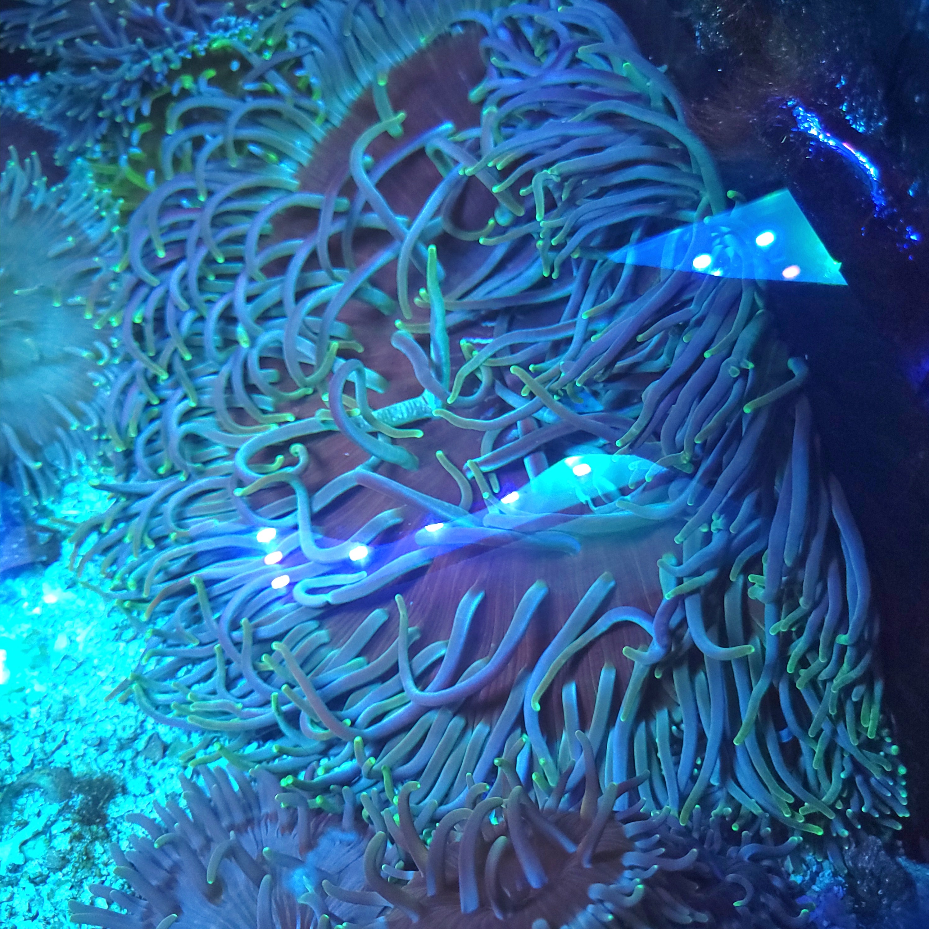 ボディ・フェイスケア anemone Anemones – SeaCo Corals