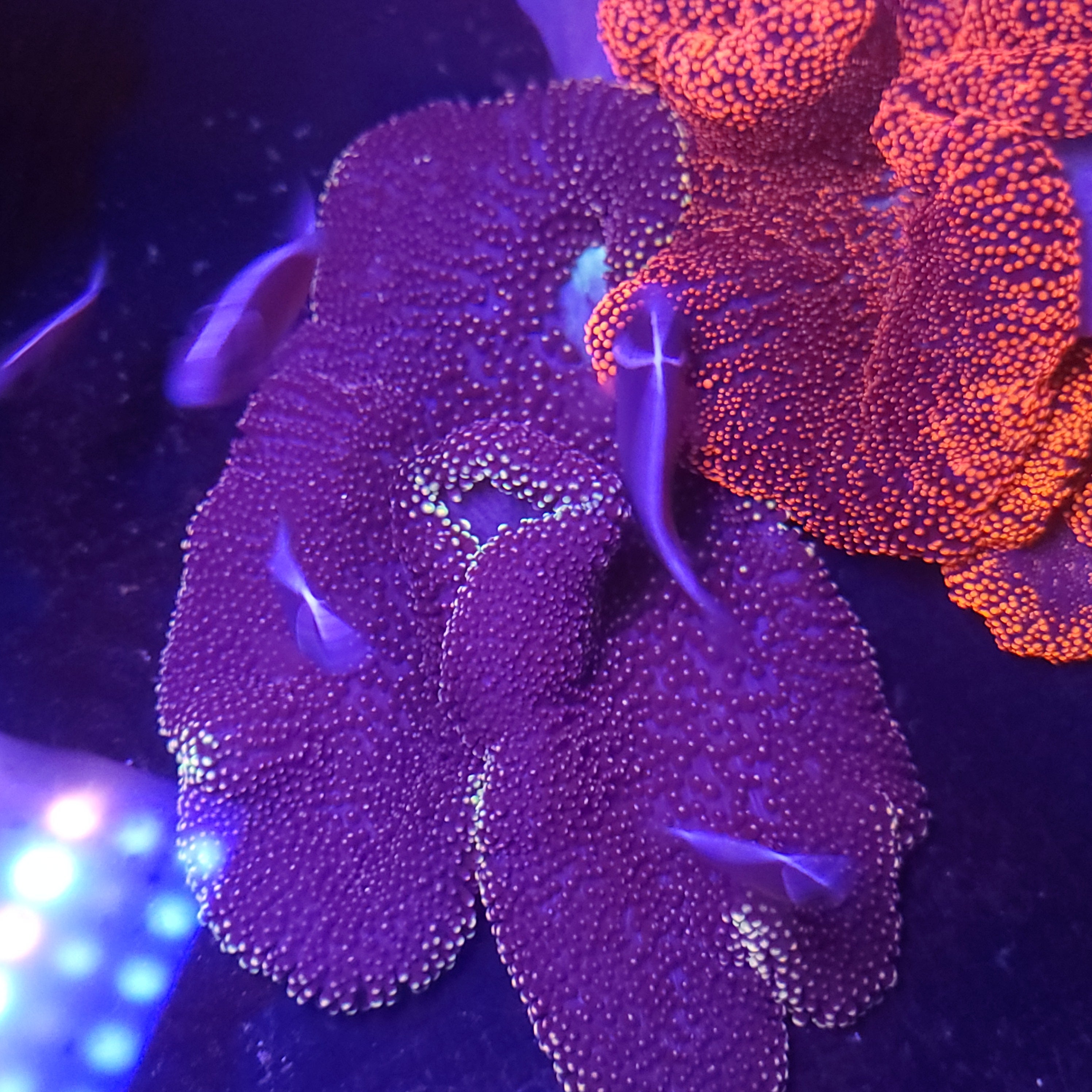 Anemones – SeaCo Corals