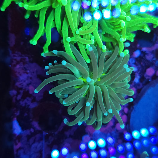 Mean Green Torch (Video in pics)