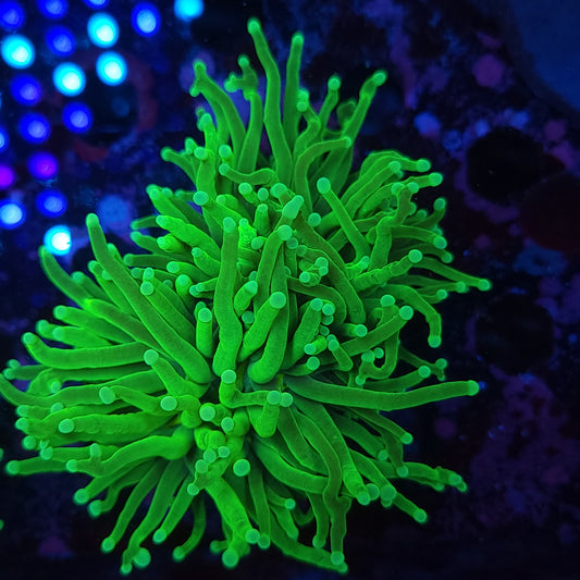 Super Bright Toxic Green Torch Splitting (Video in pics)