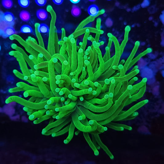 Super Bright Toxic Green Torch (Video in pics)