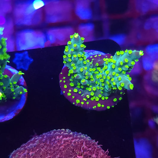 Green Goblin Bonsai Acro