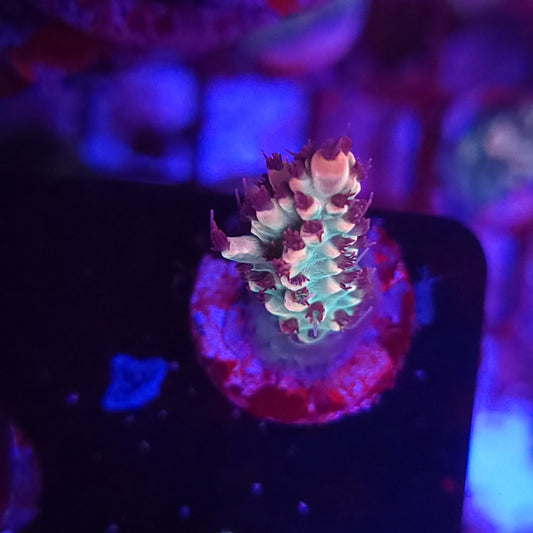 Crazy Red Polyp Acro