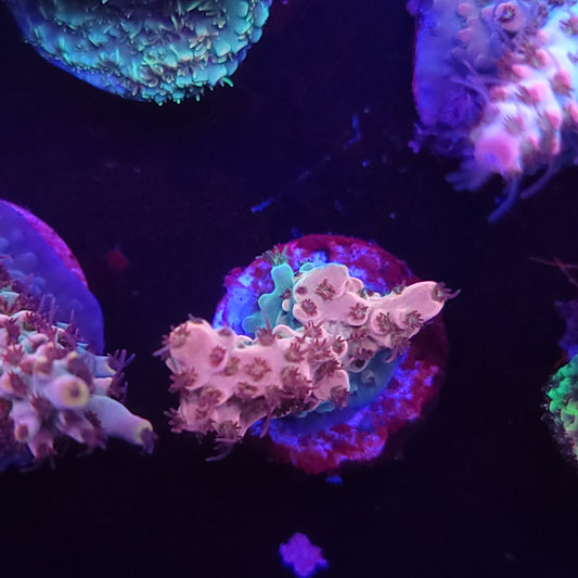 Pinky and the Brain Acro