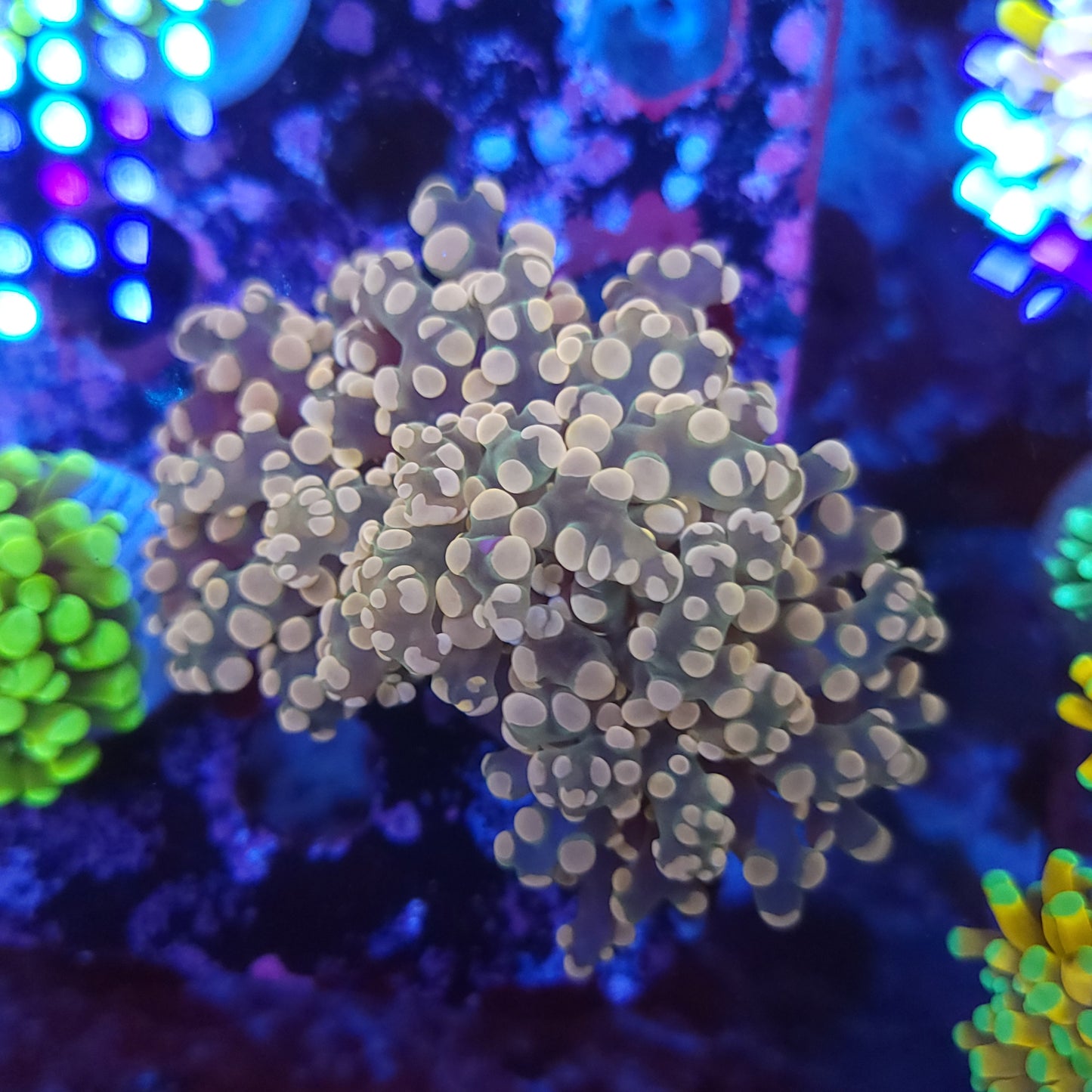 Ultra Pink Frogspawn Double (Video in pics)