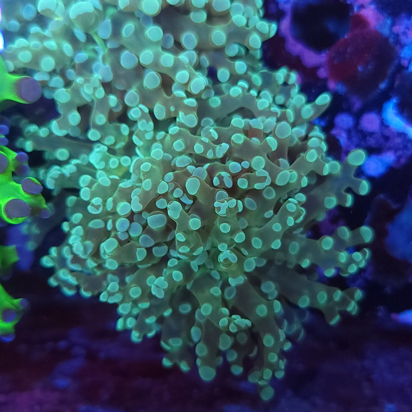 Teal with Yellow Center Frogspawn Double (Video in pics)