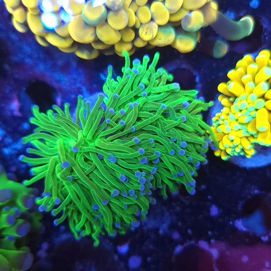 Todds Torch Double (Video in pics)