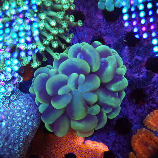 Gold Green Catseye Bubble Coral