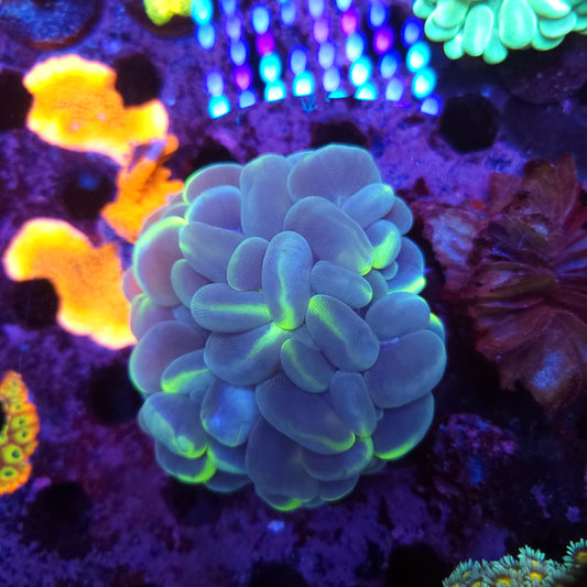 Lime Splash Bubble Coral