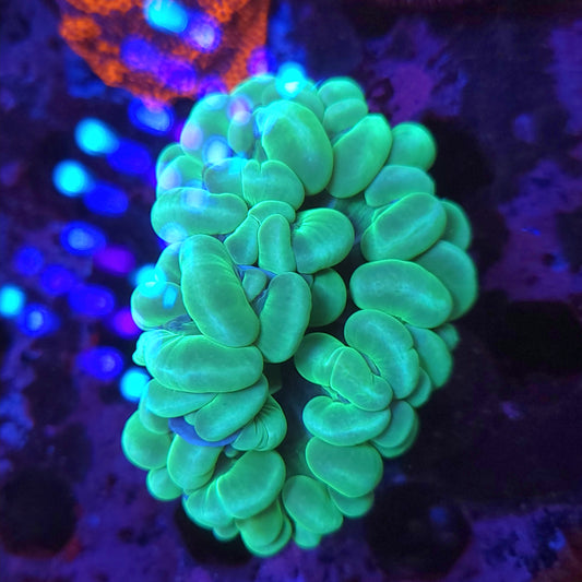 Neon Green Bubble Coral