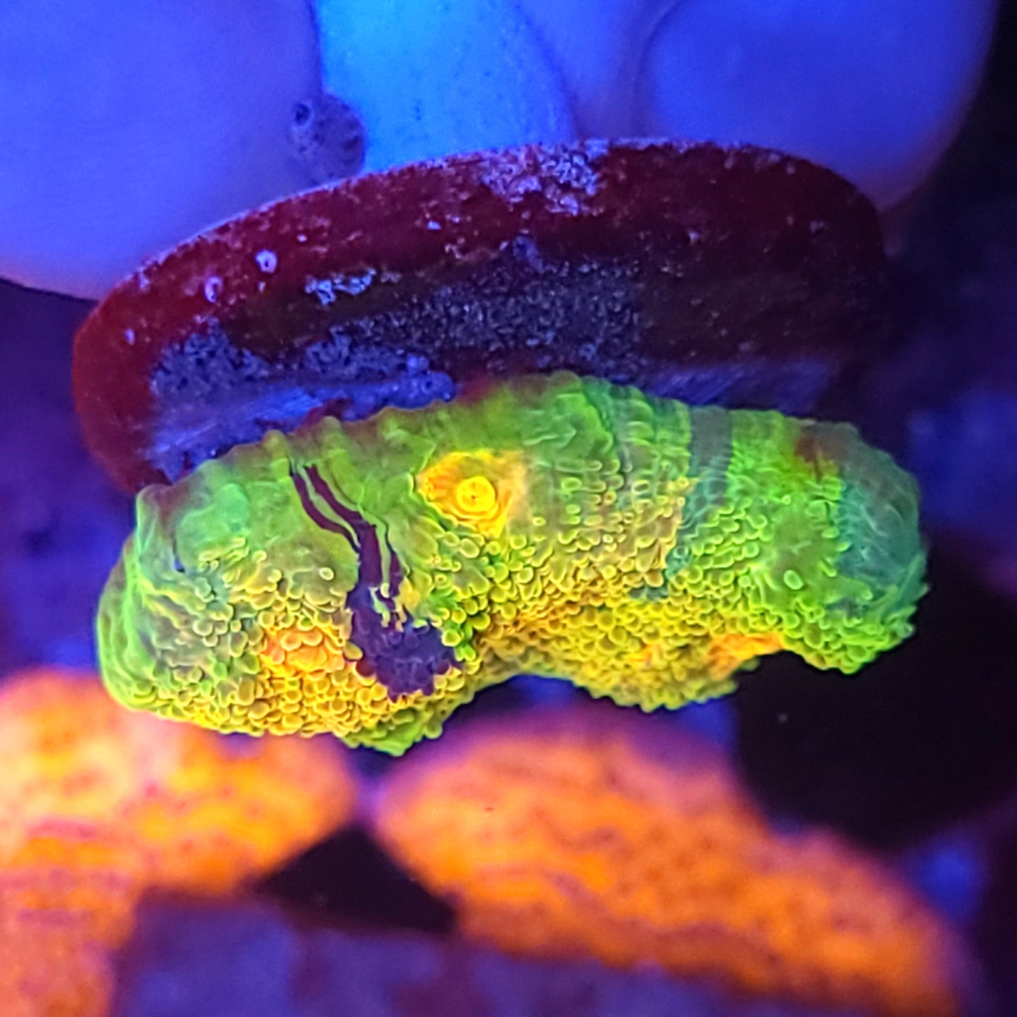 Mummy Eye Meltdown Chalice