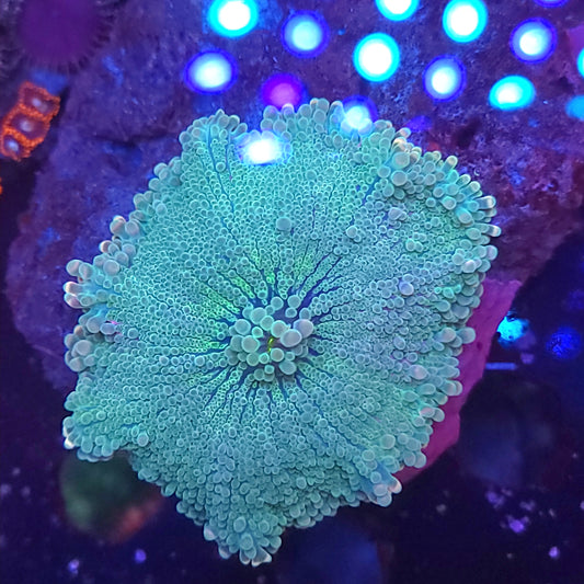 Crazy Cotton Candy Yuma (Video in pics)