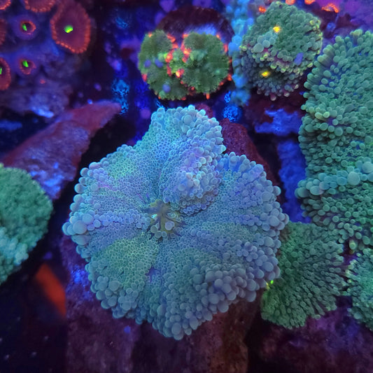Crazy Cotton Candy Yuma (Video in pics)