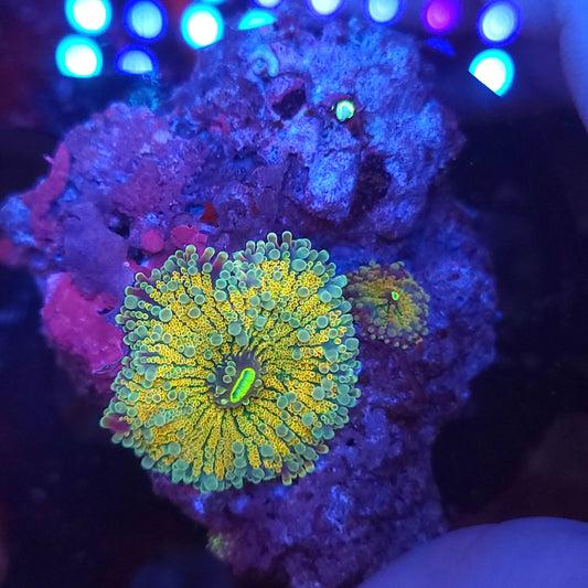 Lemonade Yuma Rock (Video in pics)