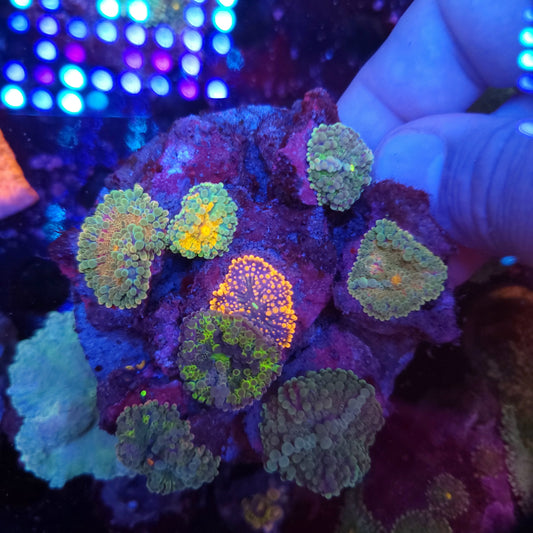 Crazy Rainbow Yuma Mix