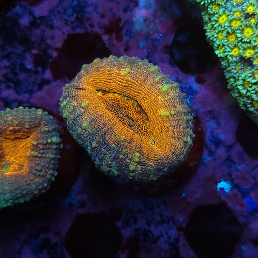 Ultra Orange Pachysepta