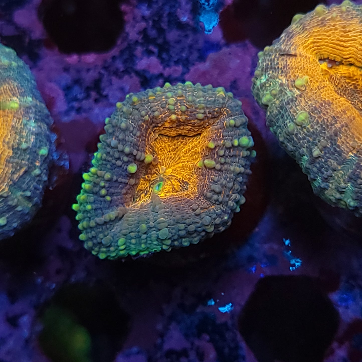 Ultra Orange Pachysepta
