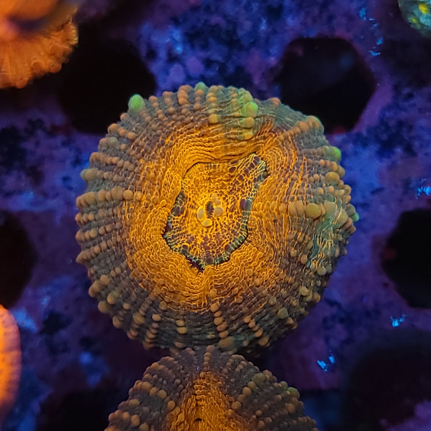 Ultra Orange Pachysepta