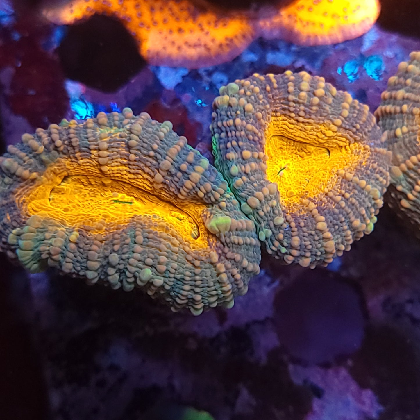 Ultra Orange Pachysepta Double