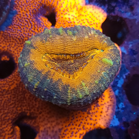 Ultra Orange Pachysepta