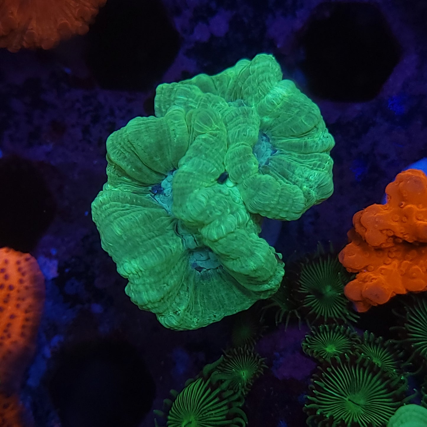 Neon Green Candy Cane
