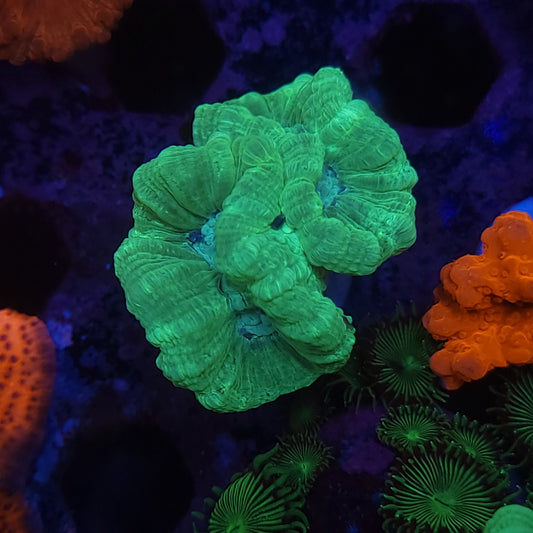 Neon Green Candy Cane