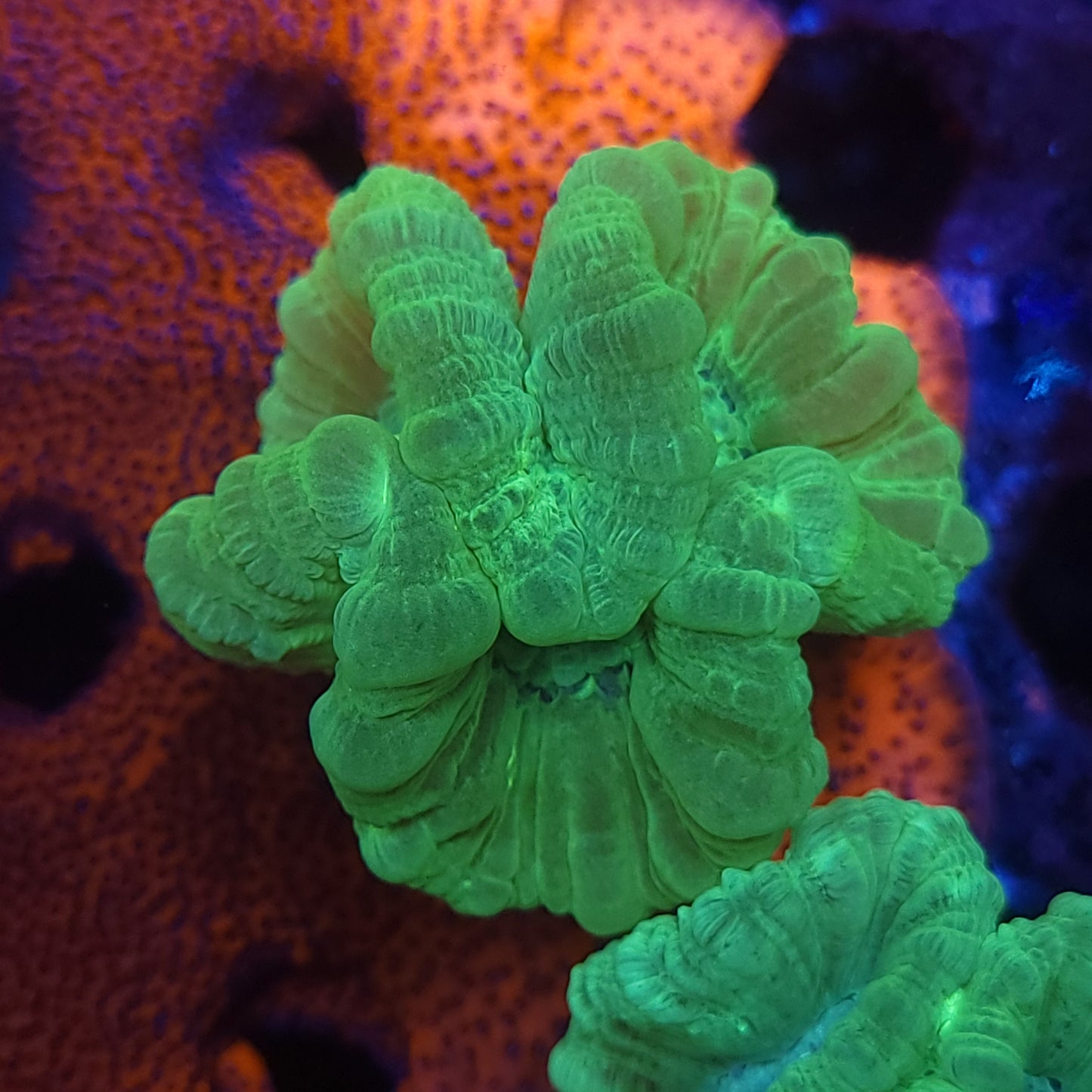 Neon Green Candy Cane