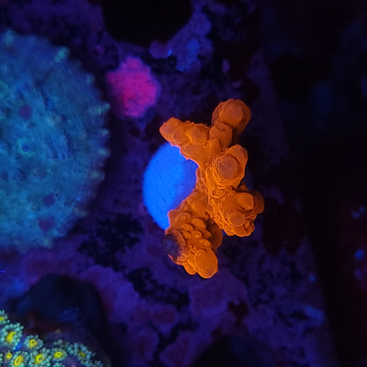 Orange Montipora Setosa