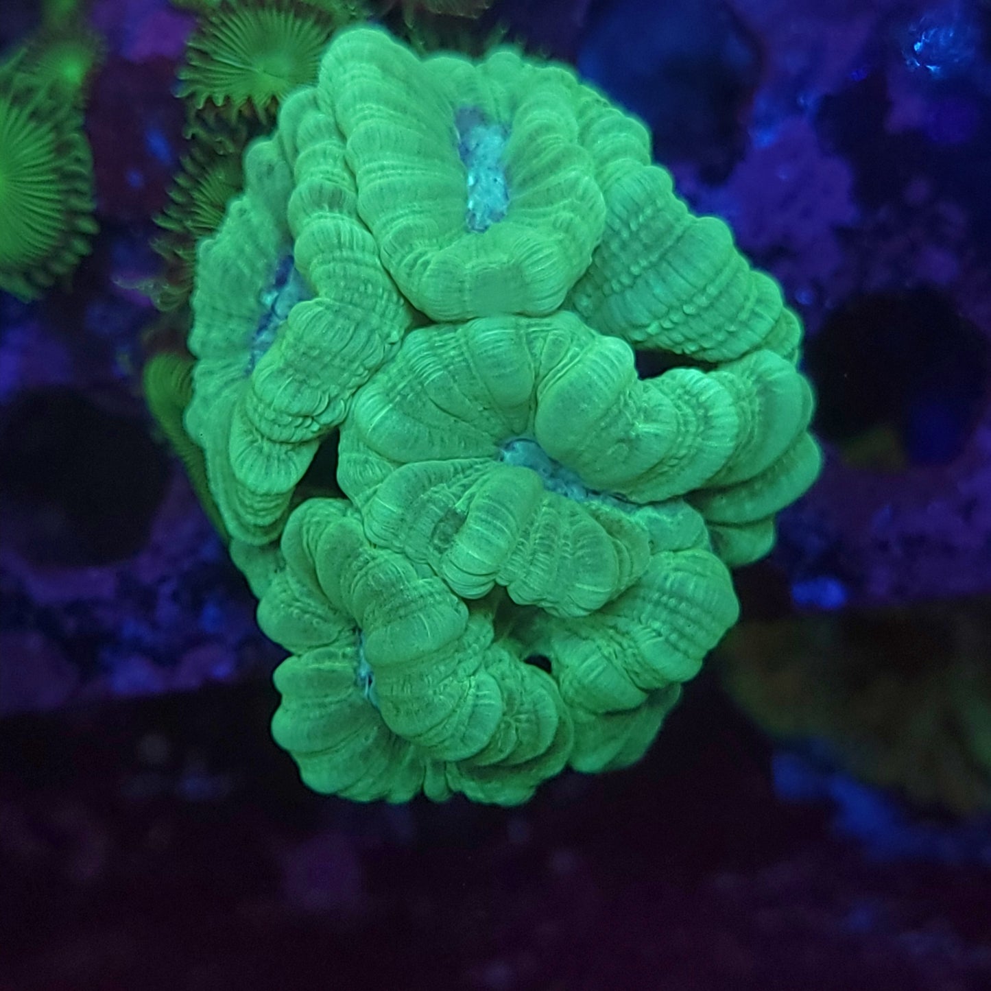 Neon Green Candy Cane Mini Colony Aquacultured (Video in pics)