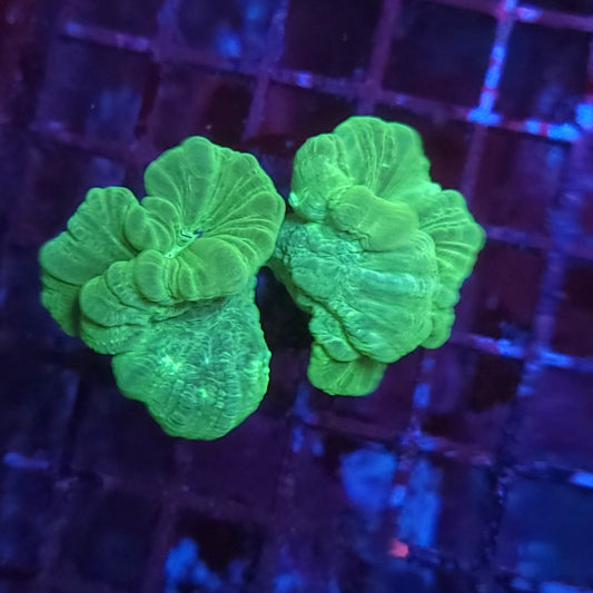 Neon Green Candy Cane Aquacultured (Video in pics)