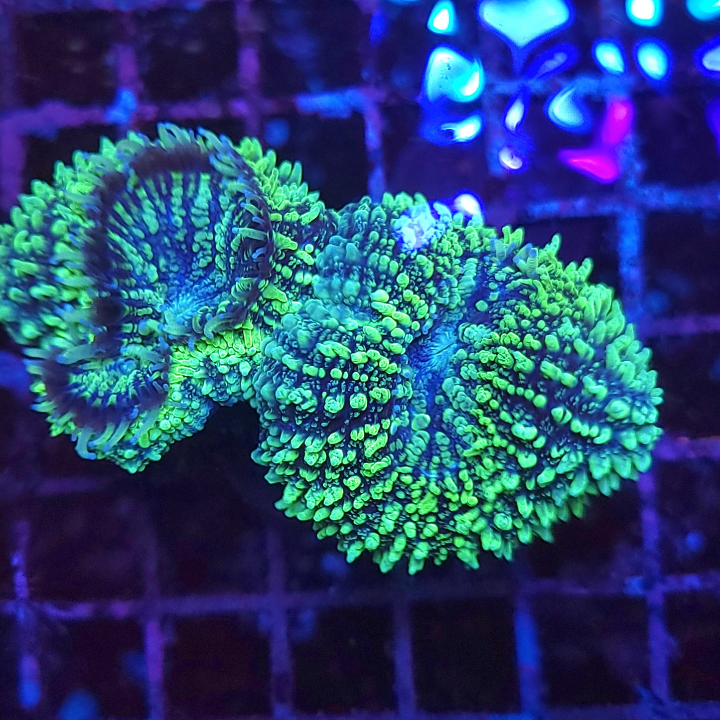 Crazy Bright Toxic Lobo Double (Video in pics)