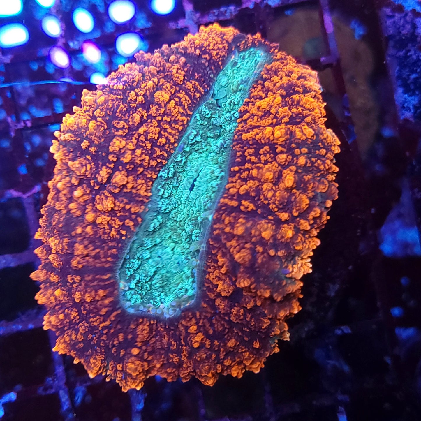 Bright Red Large Lobo (Video in pics)