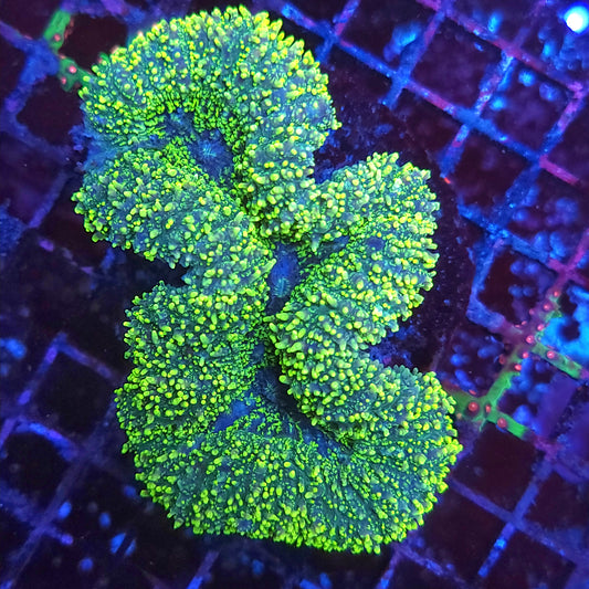 Lemon Lime Large Lobo (Video in pics)