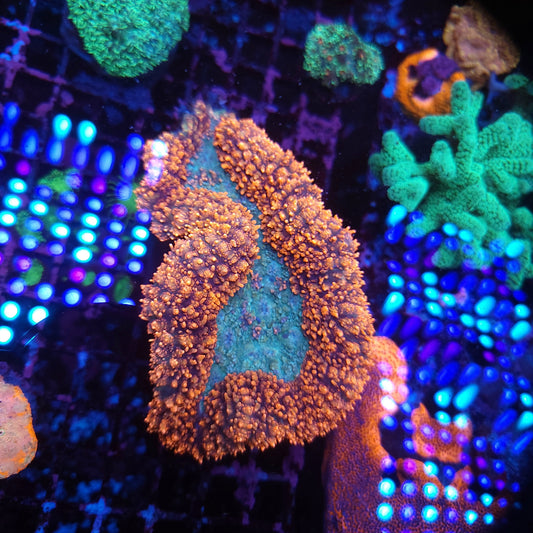 Bright Red XL Lobo (Video in pics)