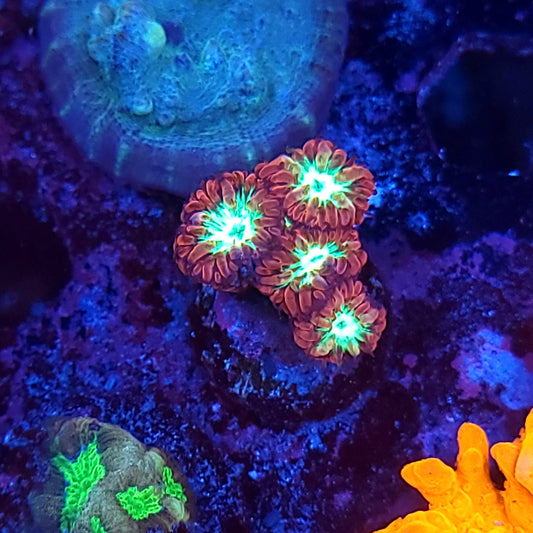 Bicolor Blasto Merletti