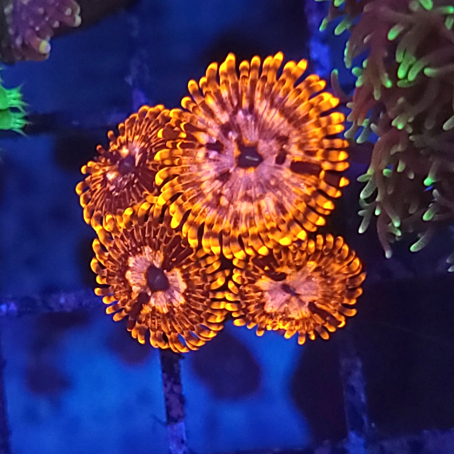 Utter Chaos Zoas