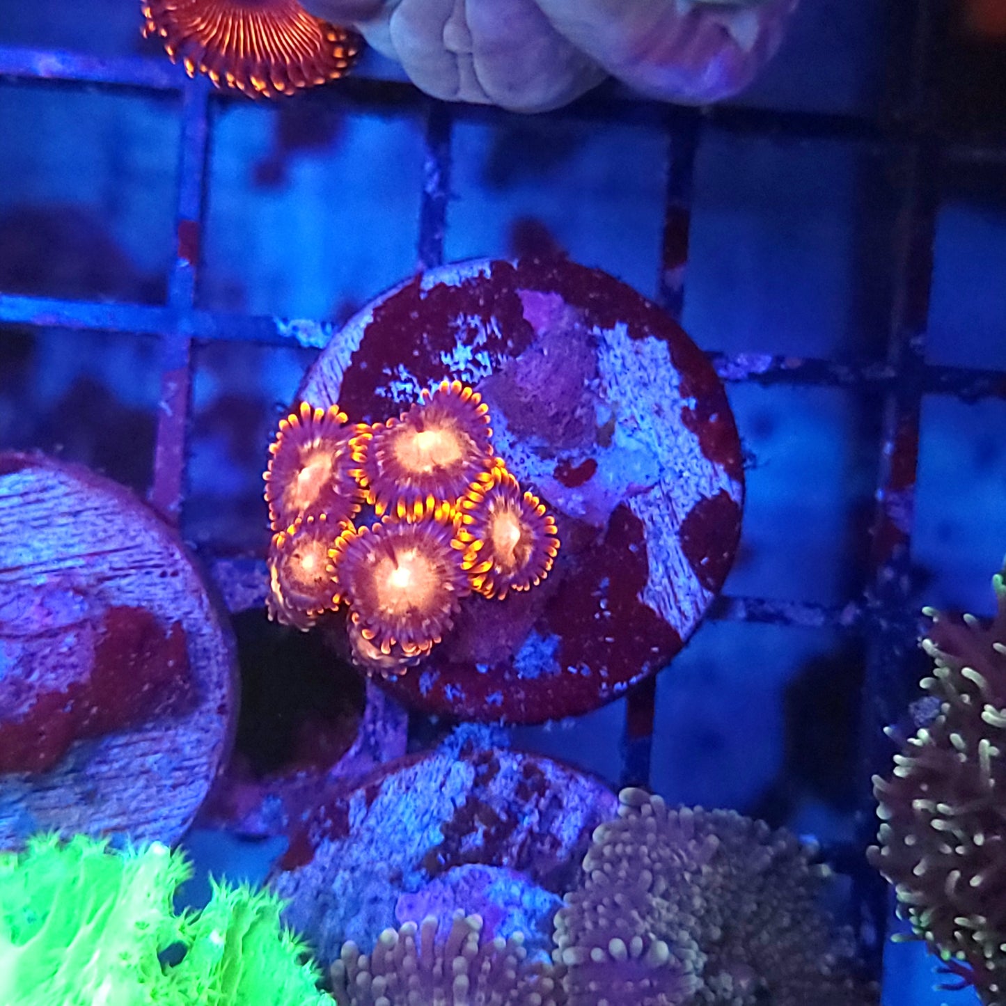 Campfire Zoa Frag