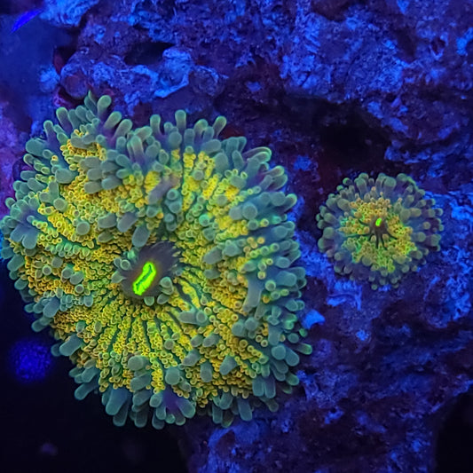 Rainbow Lemonade Yuma Rock (Video in pics)