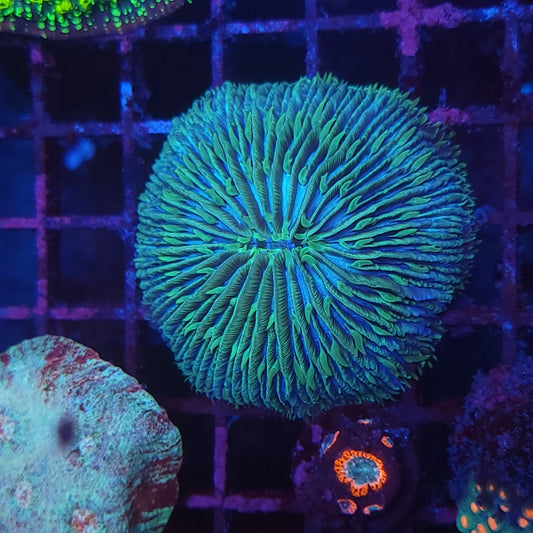 Aquacultured Dome Fungia