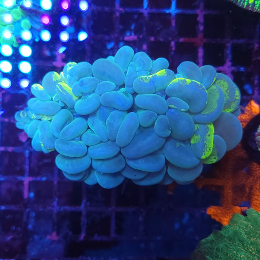 XL Toxic Streak Bubble Coral