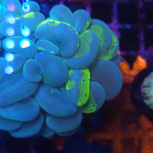 XL Toxic Streak Bubble Coral