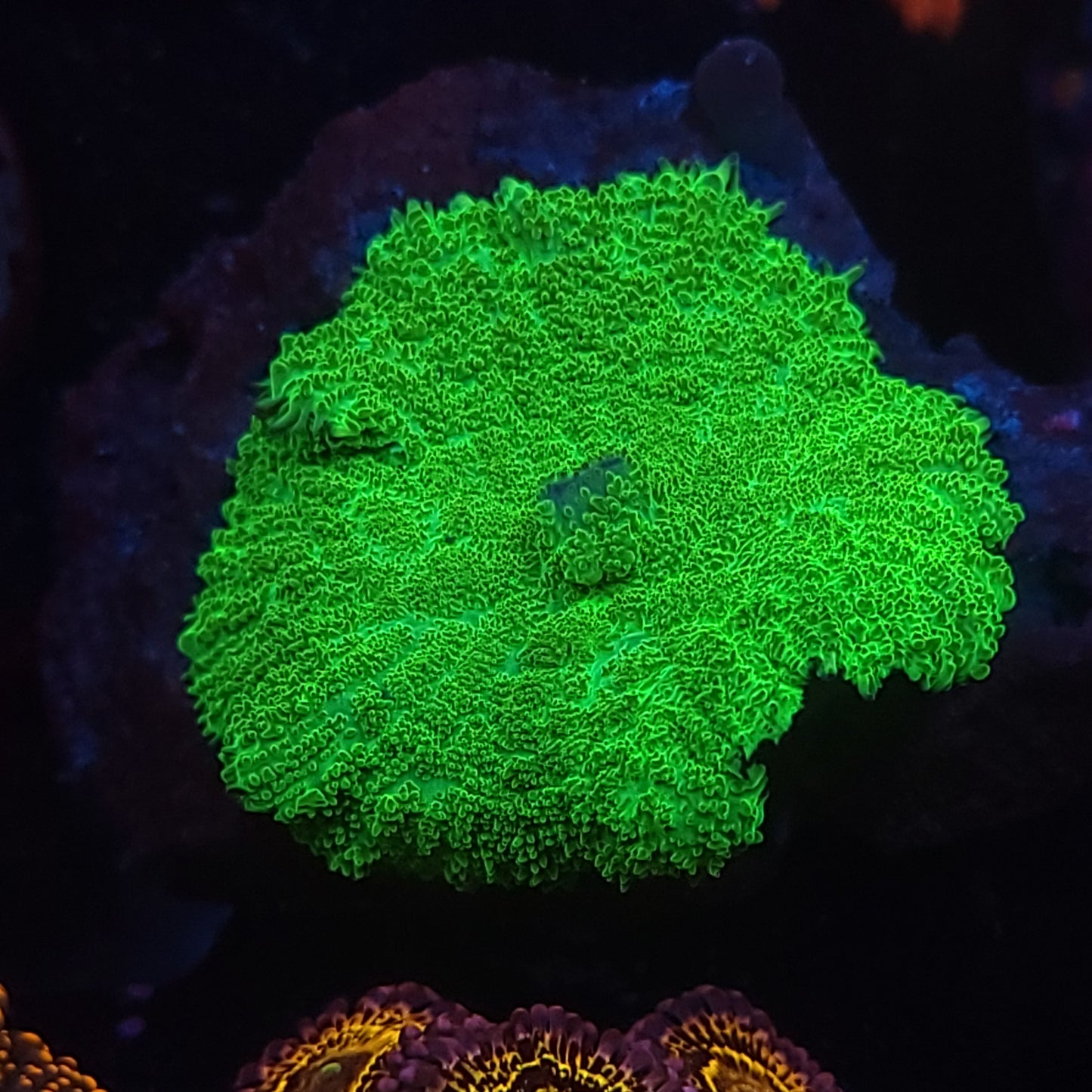 Toxic Fuzzy Mushroom