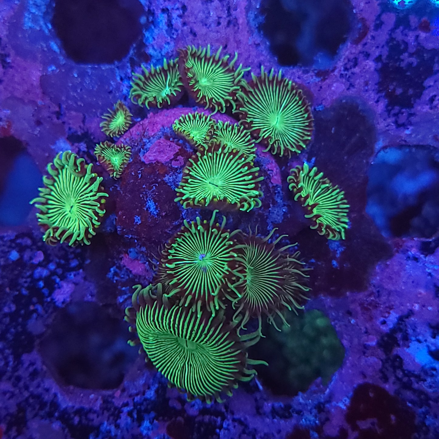 Toxic Palys