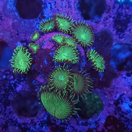 Toxic Palys