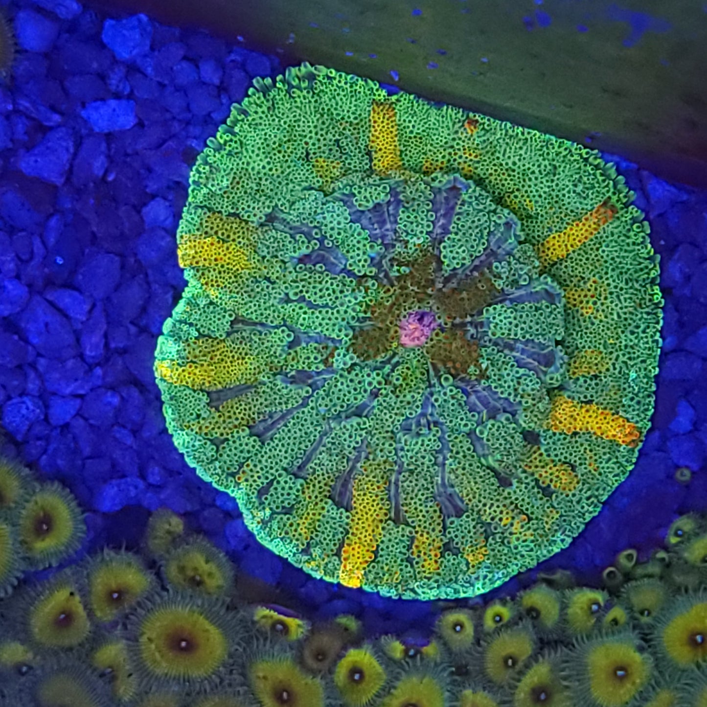 Mini Maxi Carpet Anemone